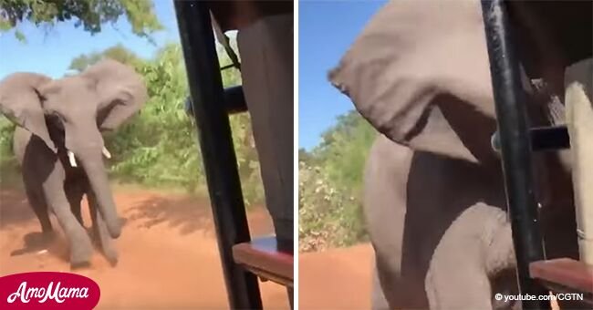 Perturbador video muestra elefante fuera de control atascado en auto de turistas