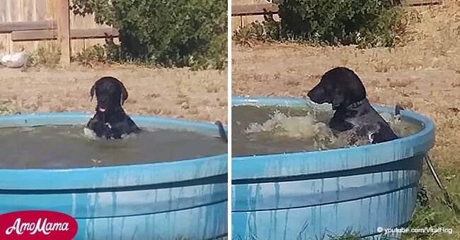 Adorable perro muestra a dueña lo mucho que ama la piscina en cómico video