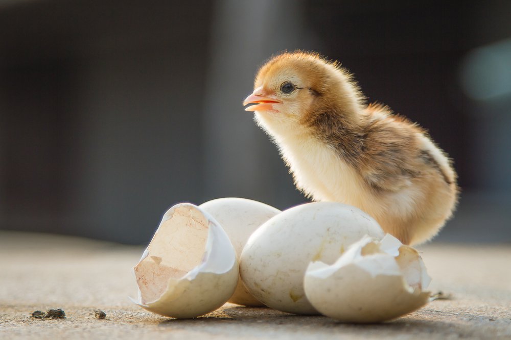 Pollito junto a las cáscaras de huevos-Imagen tomada de Shutterstock