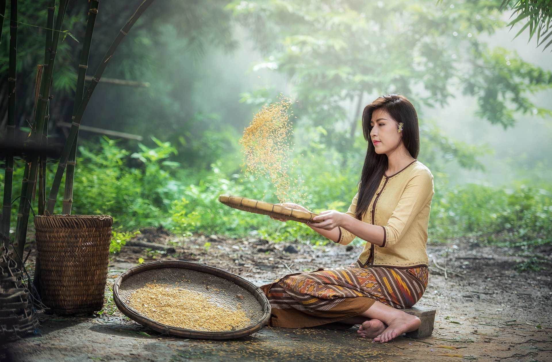 Mujer cosecha arroz. Fuente: Pixabay