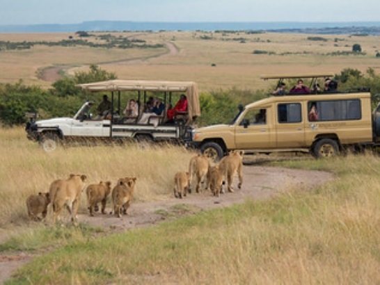 Vehículos de safari pasan junto a una manada de leones. | Foto: Flickr
