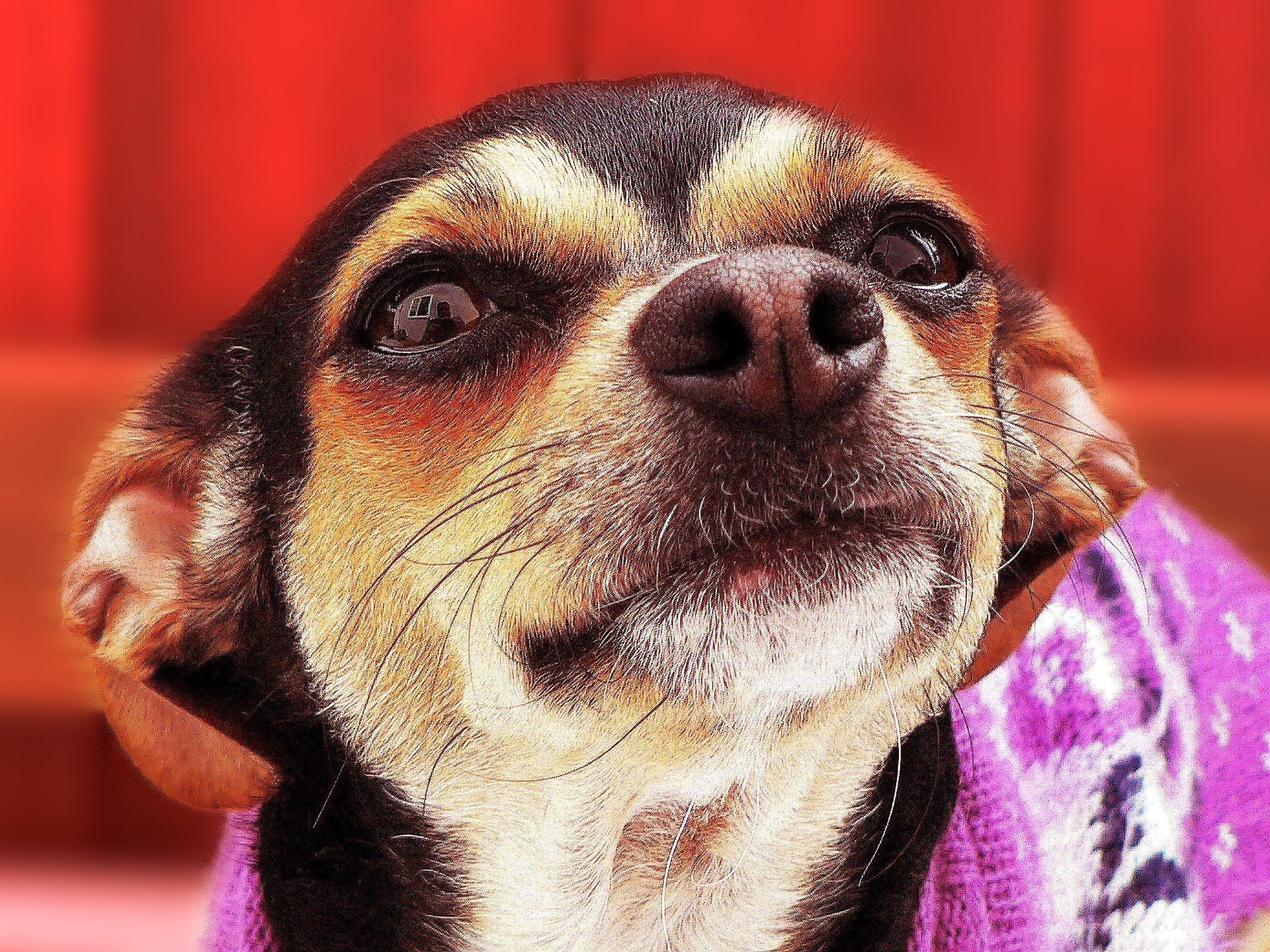 Chihuahua | Foto: Pixabay