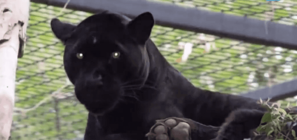 El jaguar que atacó a la mujer. Fuente: YouTube/TODAY