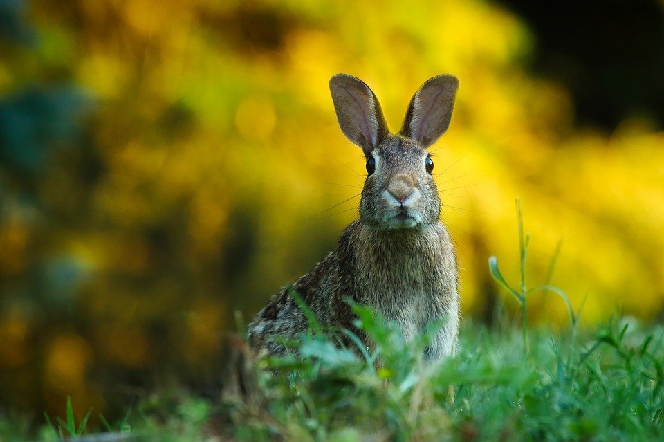 Un conejo. | Imagen: Pixabay