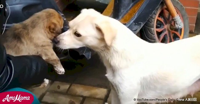 Afligida madre perruna es obligada a dejar a su cachorro tras ser adoptado (video)