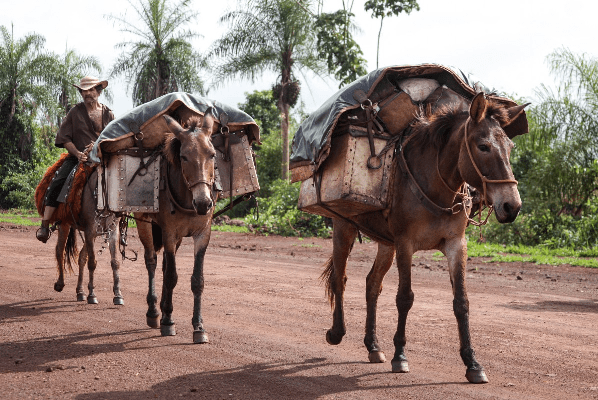 Un hombre dirigiendo dos mulas. | Foto: Pxhere