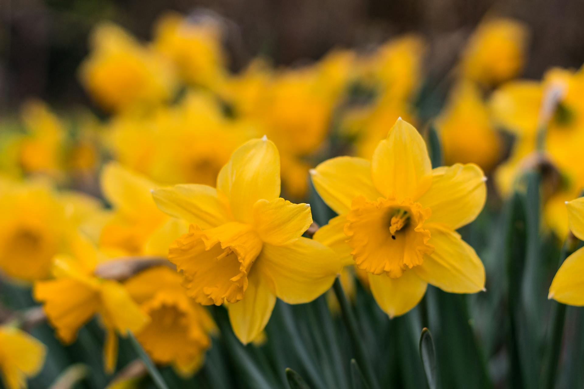 Narcisos | Fuente: Pexels