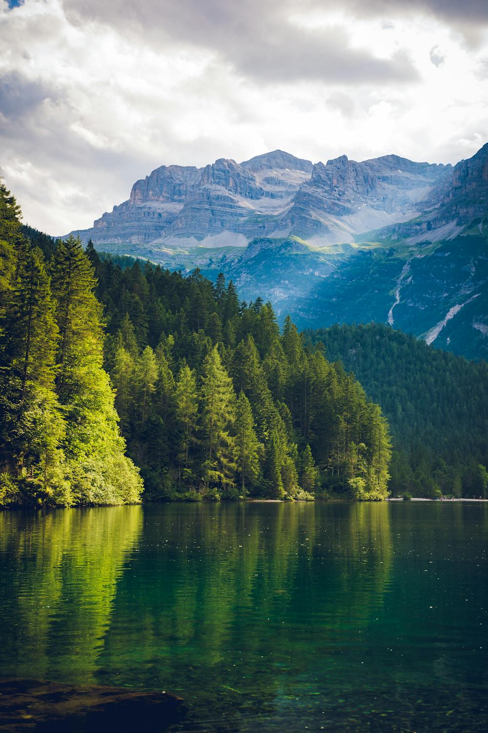 Un bosque de montaña | Fuente: Pexels