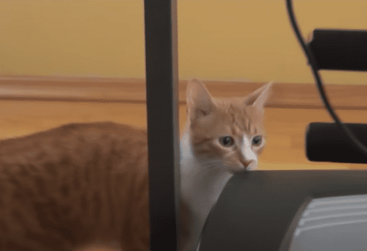 El gato Indy, viendo la caminadora eléctrica.  | Foto: YouTube/ walter santi