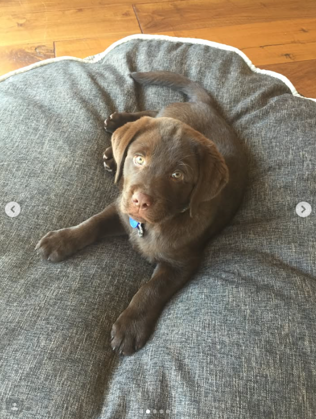 Lily, la joven labradora chocolate de la familia, se relaja en una cama mullida para perros en una tierna imagen de la mascota por la que Noah Wyle y su familia lloraron más tarde tras su repentina muerte. | Fuente: Instagram/therealnoahwyle