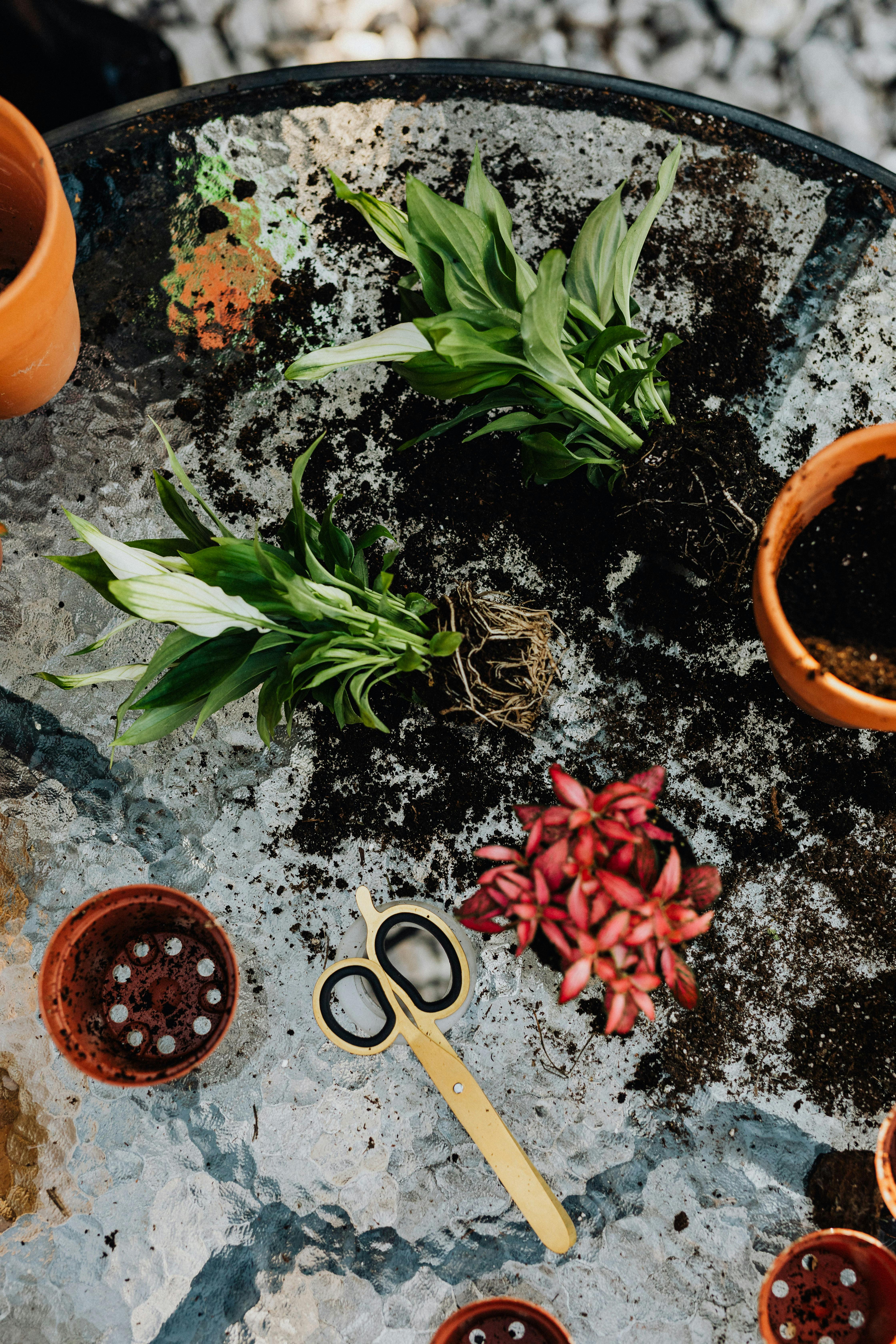 Plantas arrancadas de macetas con tierra alrededor | Fuente: Pexels