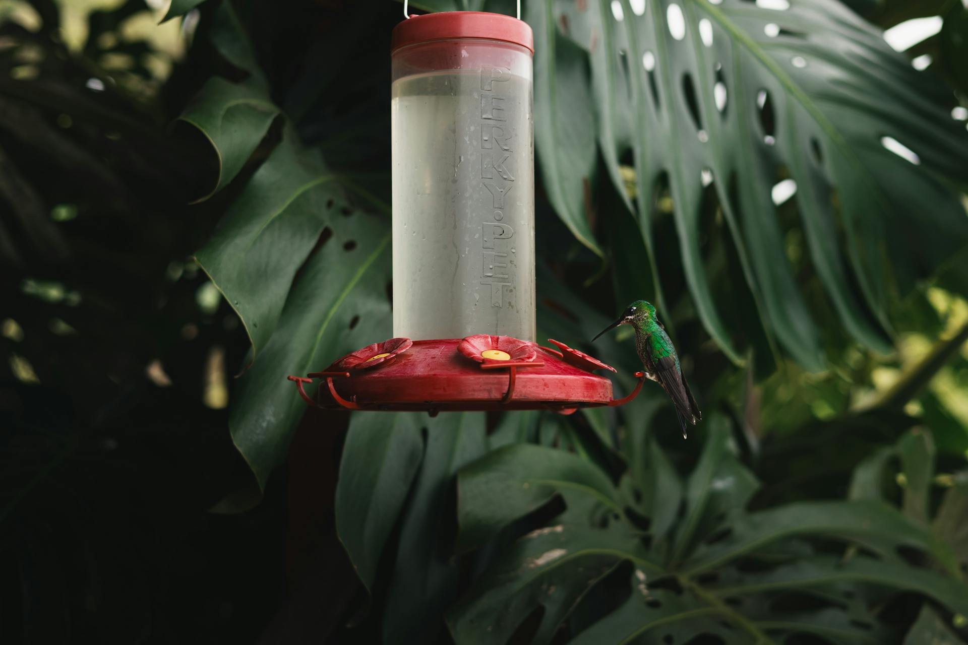 Un comedero para colibríes | Fuente: Pexels
