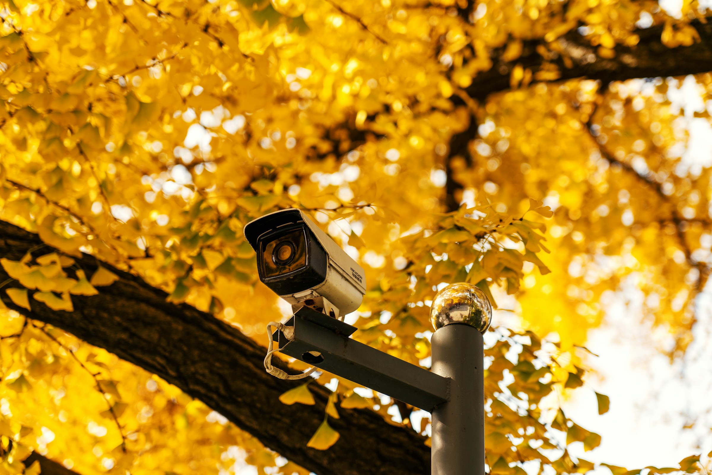 Una cámara de CCTV instalada cerca de un árbol | Fuente: Unsplash