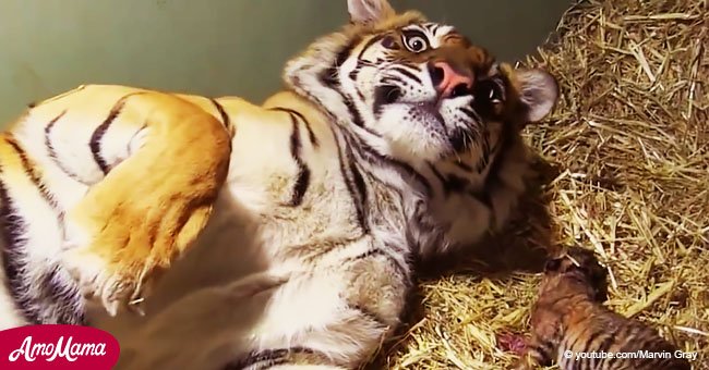 El cachorro de tigre recién nacido deja de respirar hasta que el increíble instinto maternal de la tigresa lo devuelve a la vida