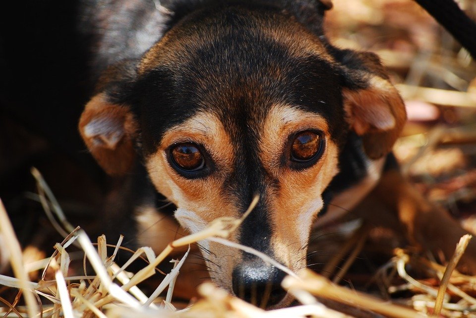 Cachorro / Imagen tomada de: Pixabay