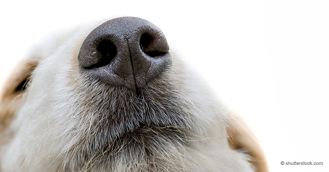 El sentido del olfato de los perros podría ayudar a detectar el cáncer en la sangre