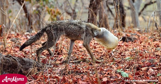 Conmovedor rescate de lobo con su cabeza atrapada en recipiente plástico