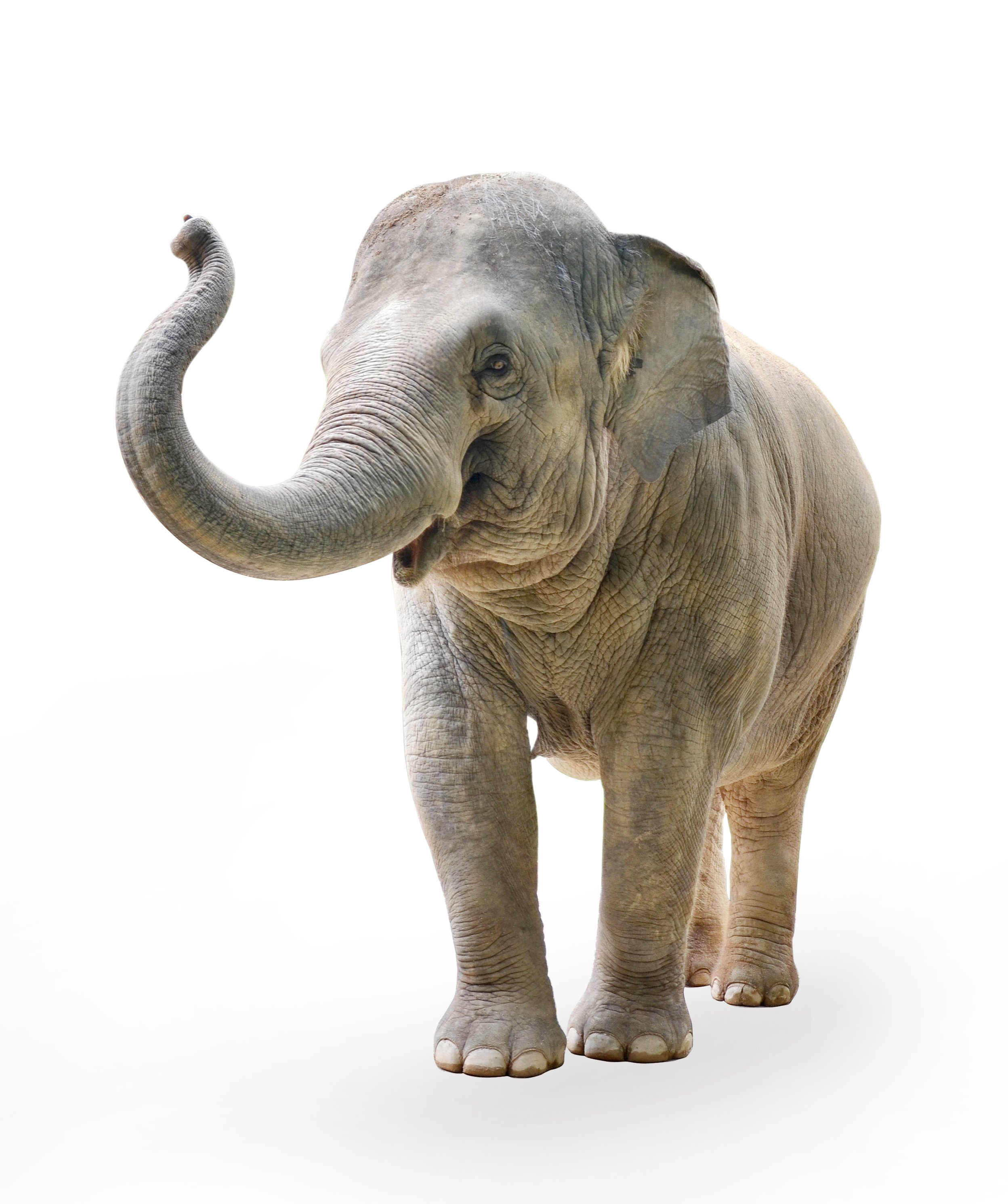 Una foto de un elefante sobre un fondo blanco. | Foto: Shutterstock.