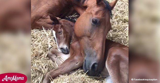 El dulce momento en que una yegua que perdió a su bebé se une con un potro huérfano (video)