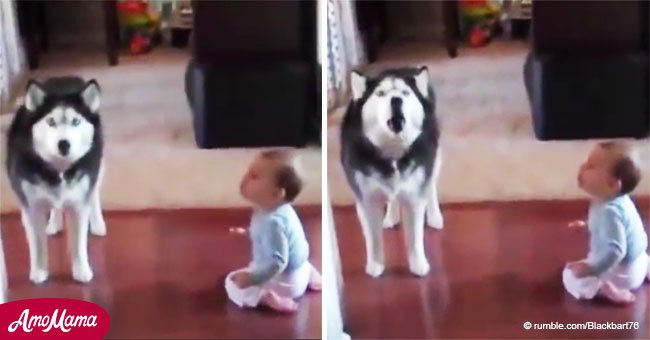 Extraña conversación entre bebé y husky se ha vuelto viral