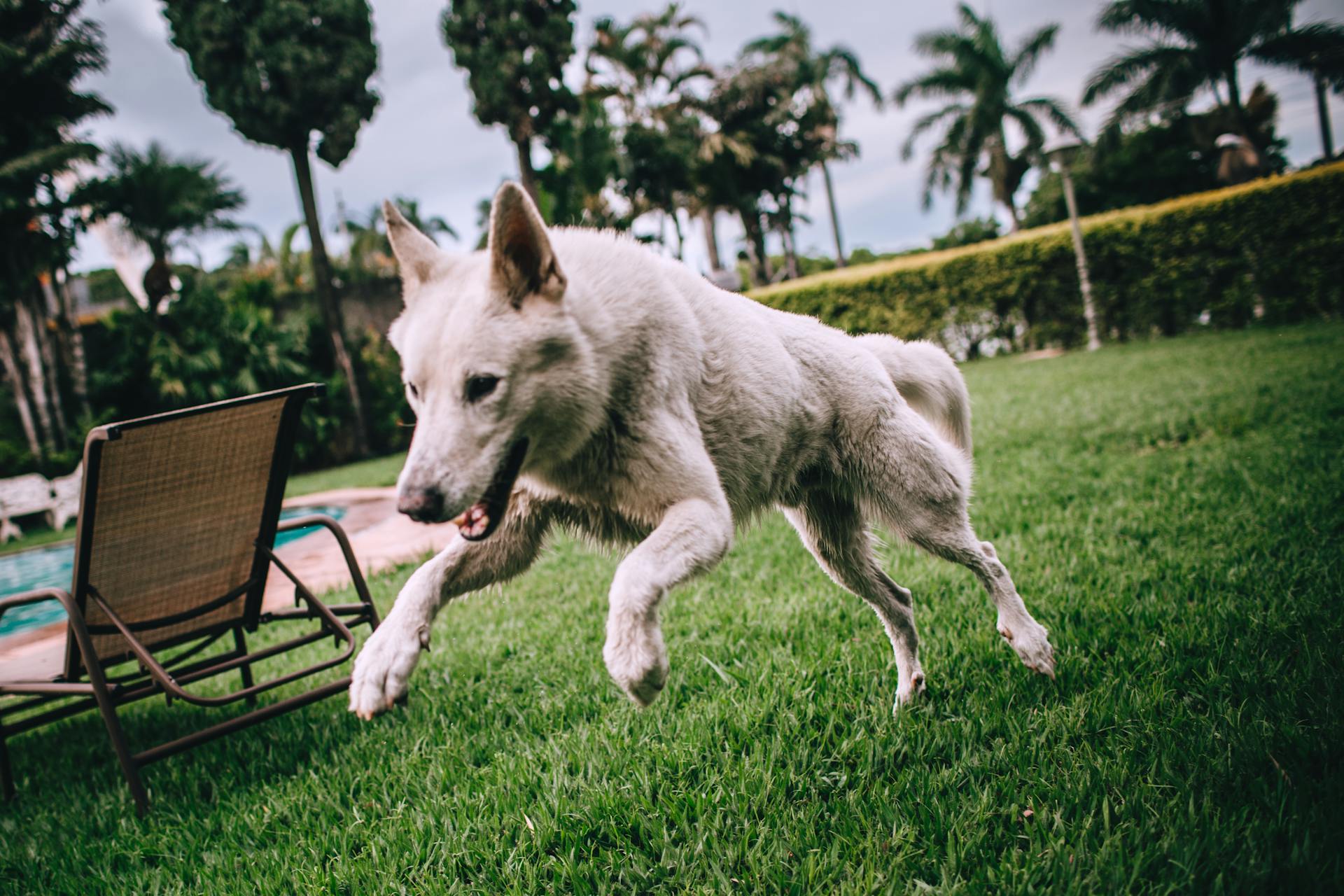 Un perro en un jardín | Fuente: Pexels