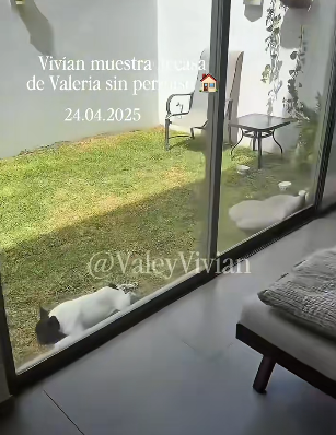 Mascotas de Valeria Márquez reposando en el patio. | Fuente: TikTok/Valeria&Vivian