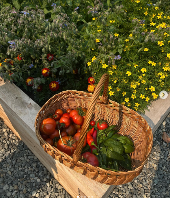 Una cesta de mimbre llena de tomates maduros de variedades tradicionales, chiles rojos brillantes y albahaca fresca y aromática descansa sobre un bancal elevado de madera en Arcady. Rodeada de alegres caléndulas amarillas y delicada borraja en flor, esta colorida selección de verduras muestra los ingredientes frescos que a Pamela le encanta cosechar y compartir más allá de las puertas de su casa. Compartió esta vibrante instantánea veraniega con el pie de foto: "Del huerto… 🤍". | Fuente: Instagram/pamelaanderson
