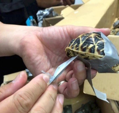 Las tortugas estaban envueltas con cinta americana para que no se movieran dentro de las maletas. Fuente:  Facebook / Customs NAIA