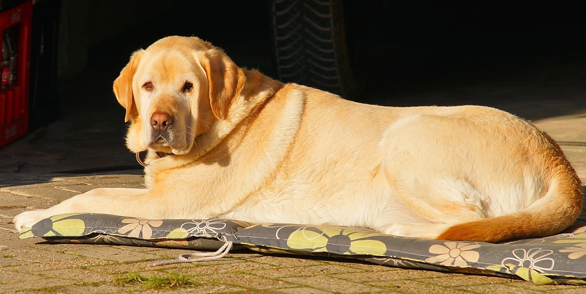 Labrador descansando sobre una estera. | Foto: Pixabay