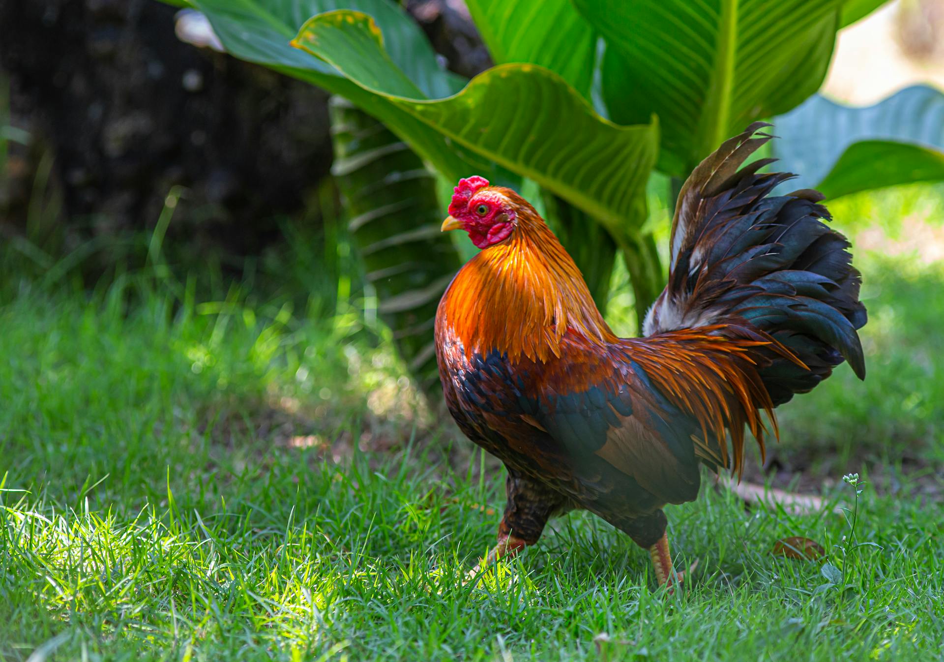 Un gallo en un jardín | Fuente: Pexels