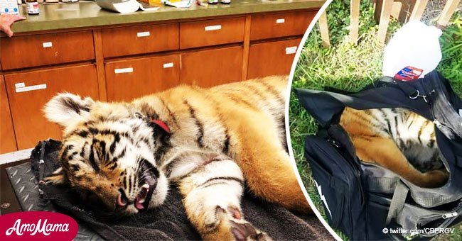 Agentes de la patrulla fronteriza encontraron un tigre abandonado en una bolsa sin comida ni aire adentro