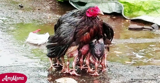 Emotivo momento en que una gallina protege a sus polluelos de la lluvia