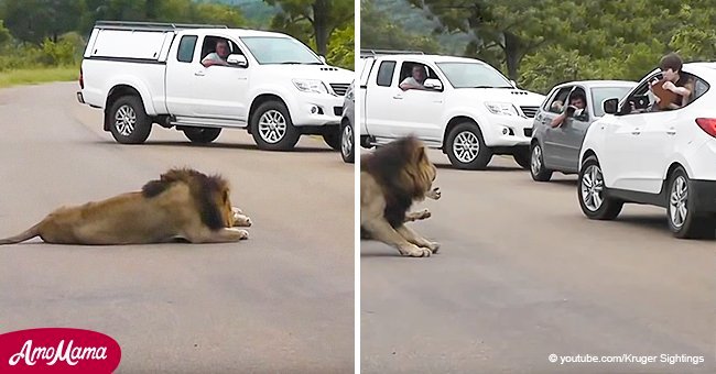 Peligroso momento en que león salvaje muestra por qué los turistas nunca deben dejar sus autos