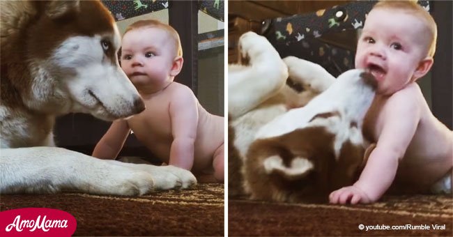 Bebé se acerca a Husky serio y el animal se transforma en el perro más dulce para jugar