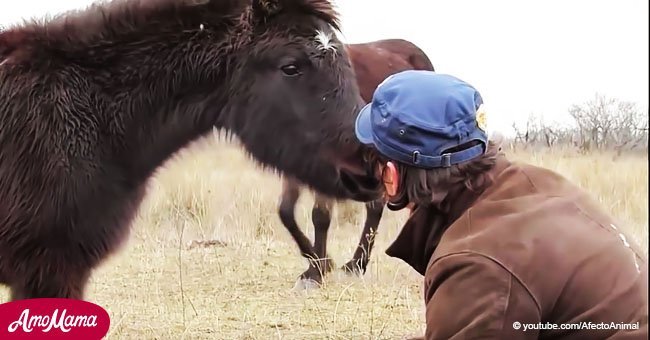 Caballo salvaje "besa" al veterinario que lo hizo libre