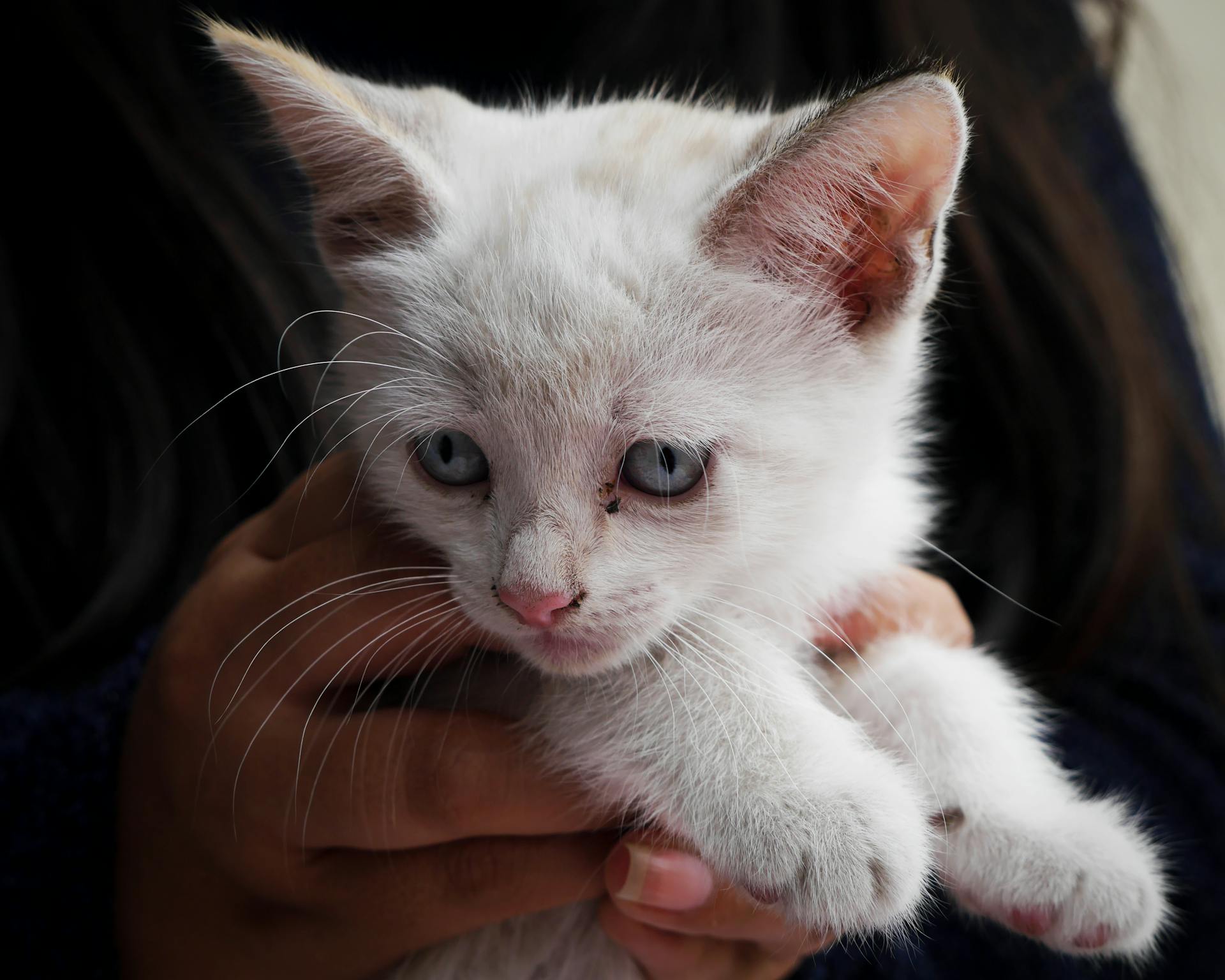 Una mujer con un gatito en brazos | Fuente: Pexels