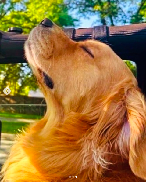 La foto del Golden Retriever que Jennifer Lopez compartió en su post del carrusel, publicado el 28 de enero de 2025. | Fuente: Instagram/jlo