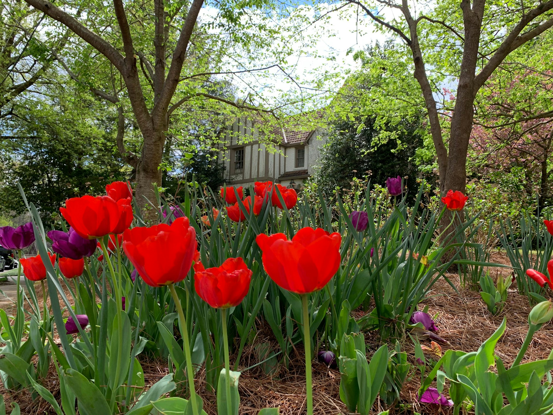 Un bel giardino all'esterno di una casa | Fonte: Unsplash