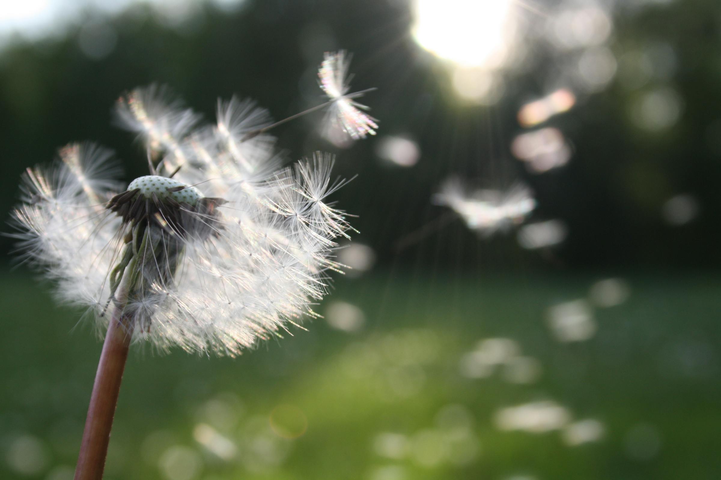 Un diente de león | Fuente: Pexels