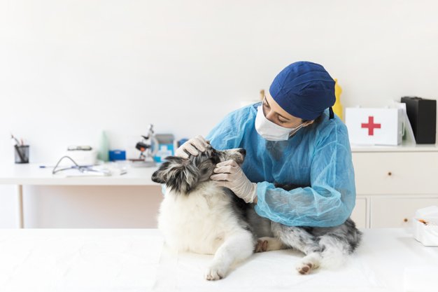 Veterinaria examinando a paciente canino. │Foto: Freepik