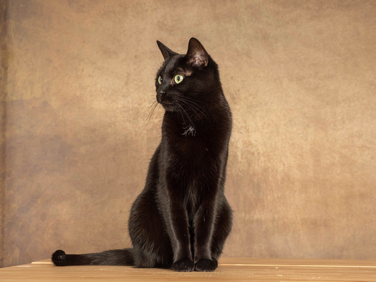 Gato negro sentado. | Foto: Pixabay