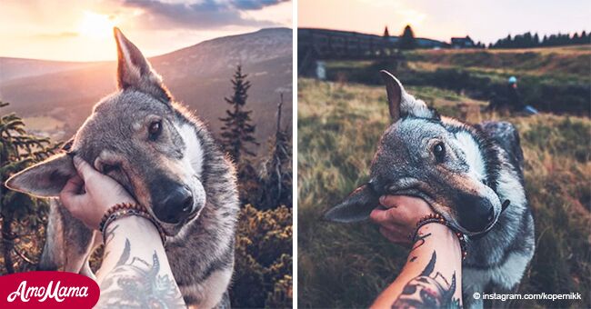 Perro se convierte en la sensación de internet por posar en fotos adorables con su amo