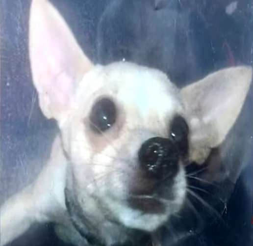 Jenny, la chihuahua perdida por la que ofrecen una casa. | Foto: YouTube/News 4 Tucson KVOA-TV