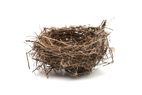 Un nido de pájaros vacío. | Foto: Shutterstock