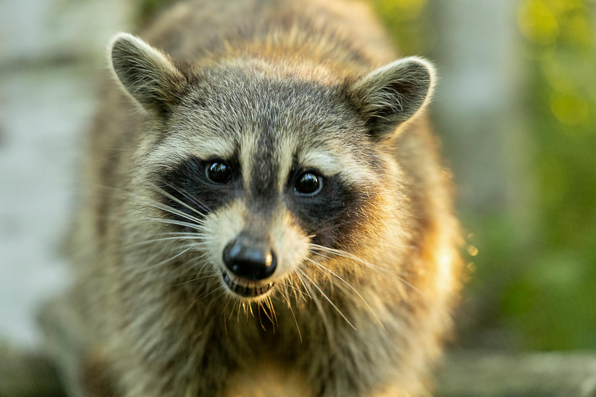 Un mapache | Fuente: Pexels