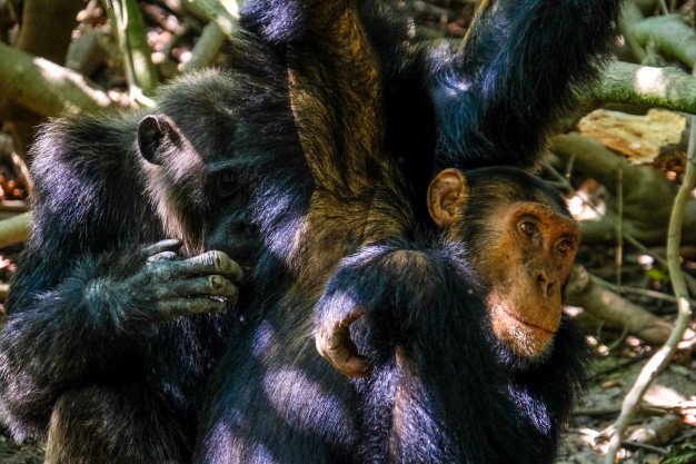 Chimpancés en su hábitat natural. │Foto: Freepik