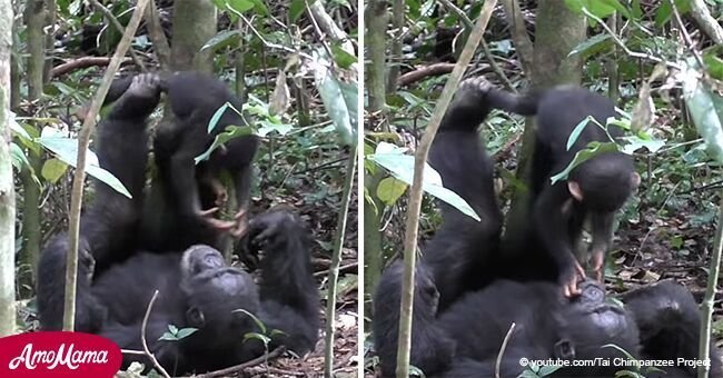 Cómico video de mamá chimpancé zarandeando a adorable bebé se hace viral