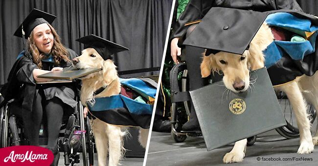 Perro fiel que ayuda a dueño discapacitado con dolor crónico recibe diploma de graduación