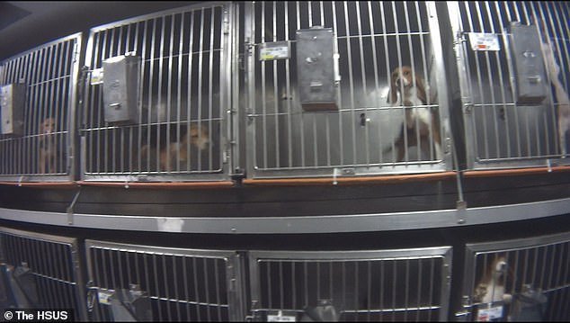 Perros encerrados en jaulas del laboratorio | Foto: YouTube/The Humane Society of the United States