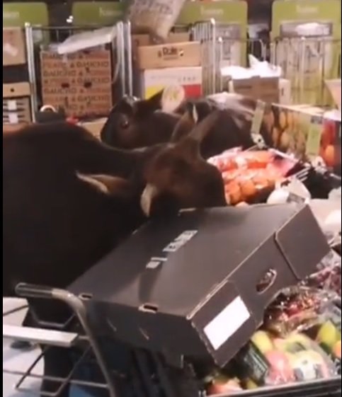 Los toros disfrutan el buffet en el supermercado en Hong Kong. Fuente: Facebook / Eric Man Kit Lee